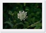 Wild Carrot 001 * 3888 x 2592 * (1.95MB)